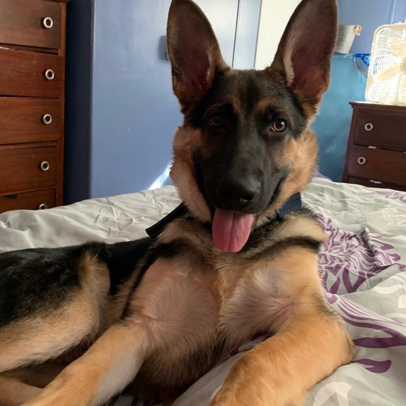 Enlarge Kano, a Adoptable German Shepherd Dog in Rossville, GA image 3/3