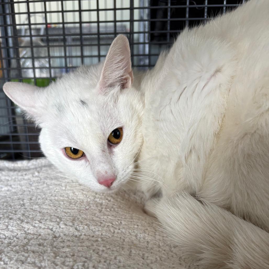 Jeff (26-2422), Adoptable, Young Male Domestic Short Hair.