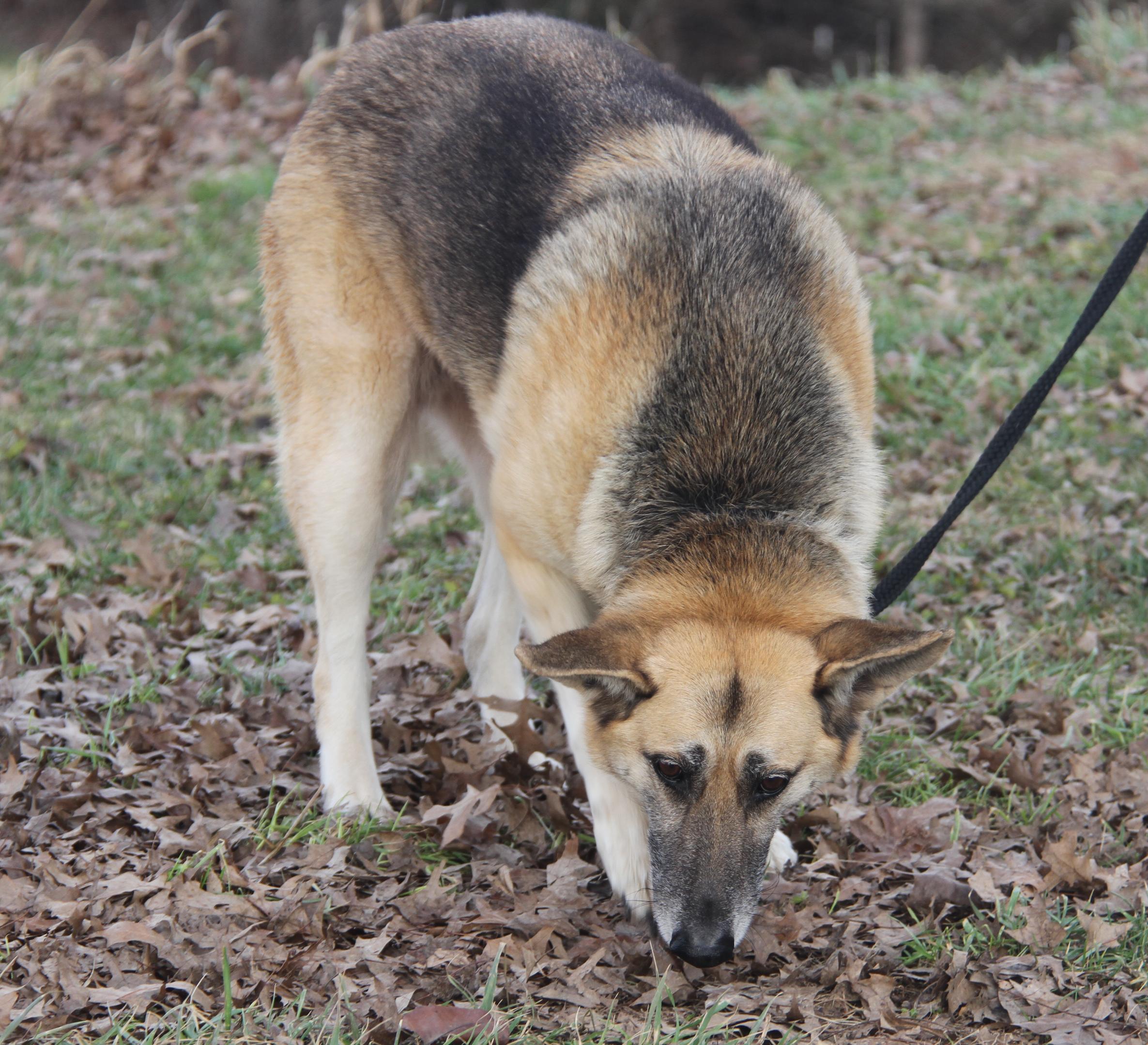 Enlarge Fennec (Spayed) (In Foster to Adopt), an adopted German Shepherd Dog in Marietta, OH image 6/6