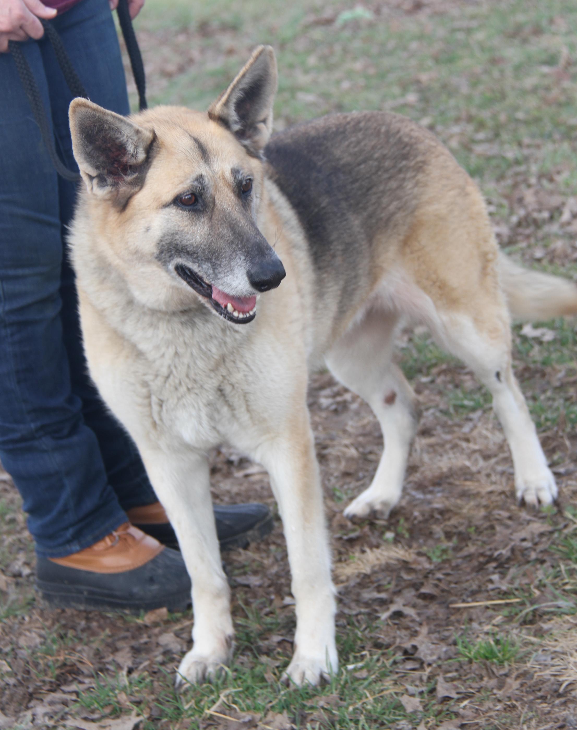 Enlarge Fennec (Spayed) (In Foster to Adopt), an adopted German Shepherd Dog in Marietta, OH image 3/6