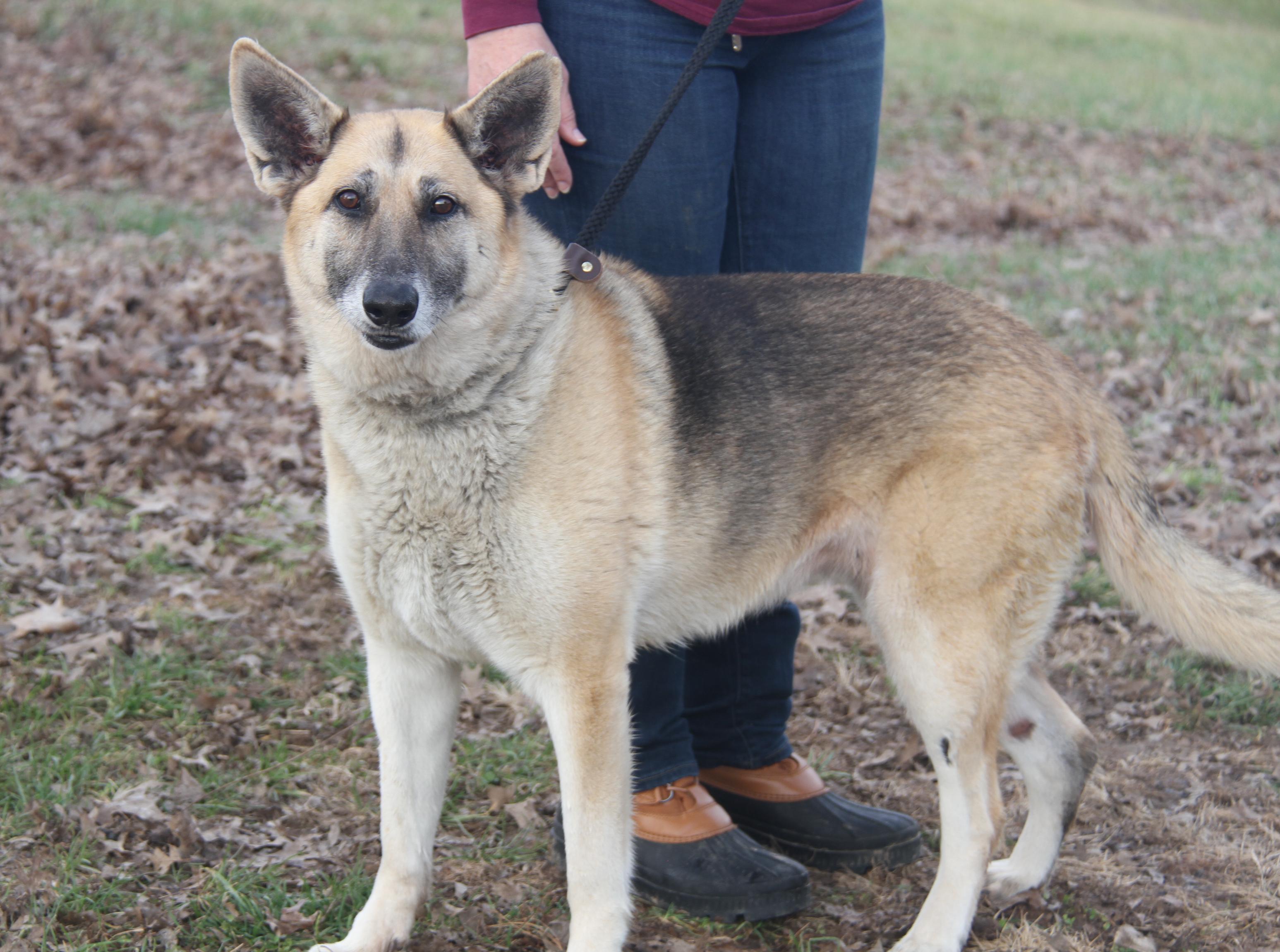 Fennec (Spayed) (In Foster to Adopt), adopted, Adult Female German Shepherd Dog.