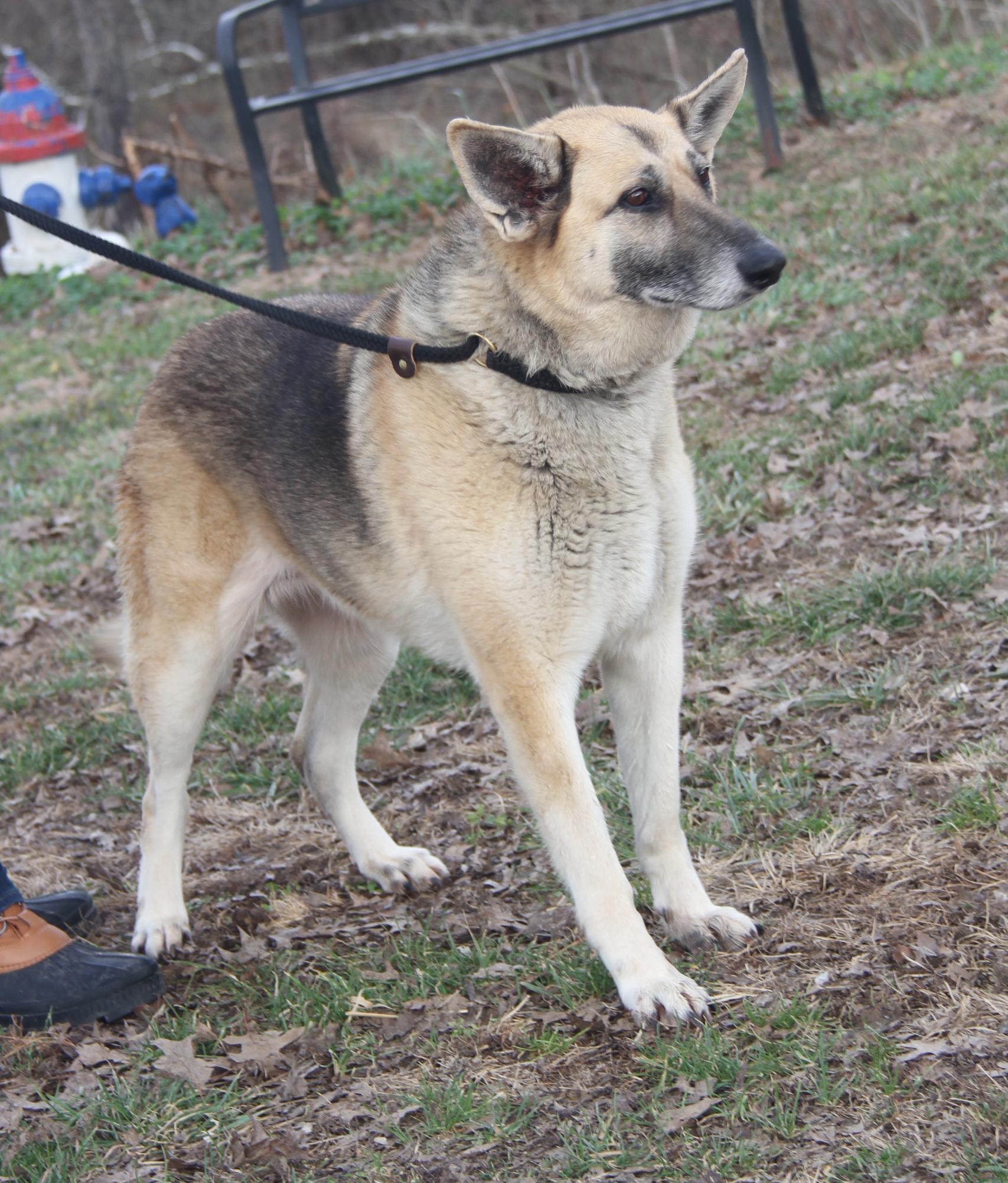 Enlarge Fennec (Spayed) (In Foster to Adopt), an adopted German Shepherd Dog in Marietta, OH image 5/6