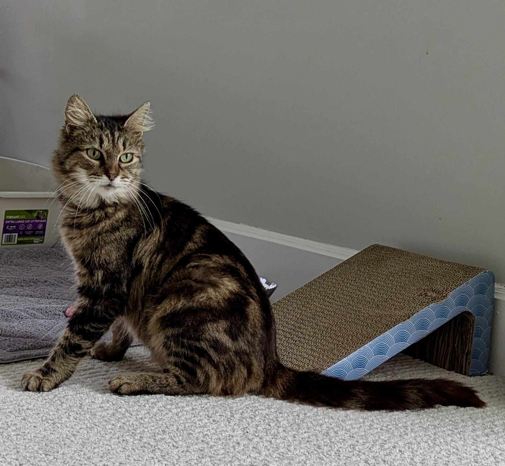 Gypsy — thumbnail 2