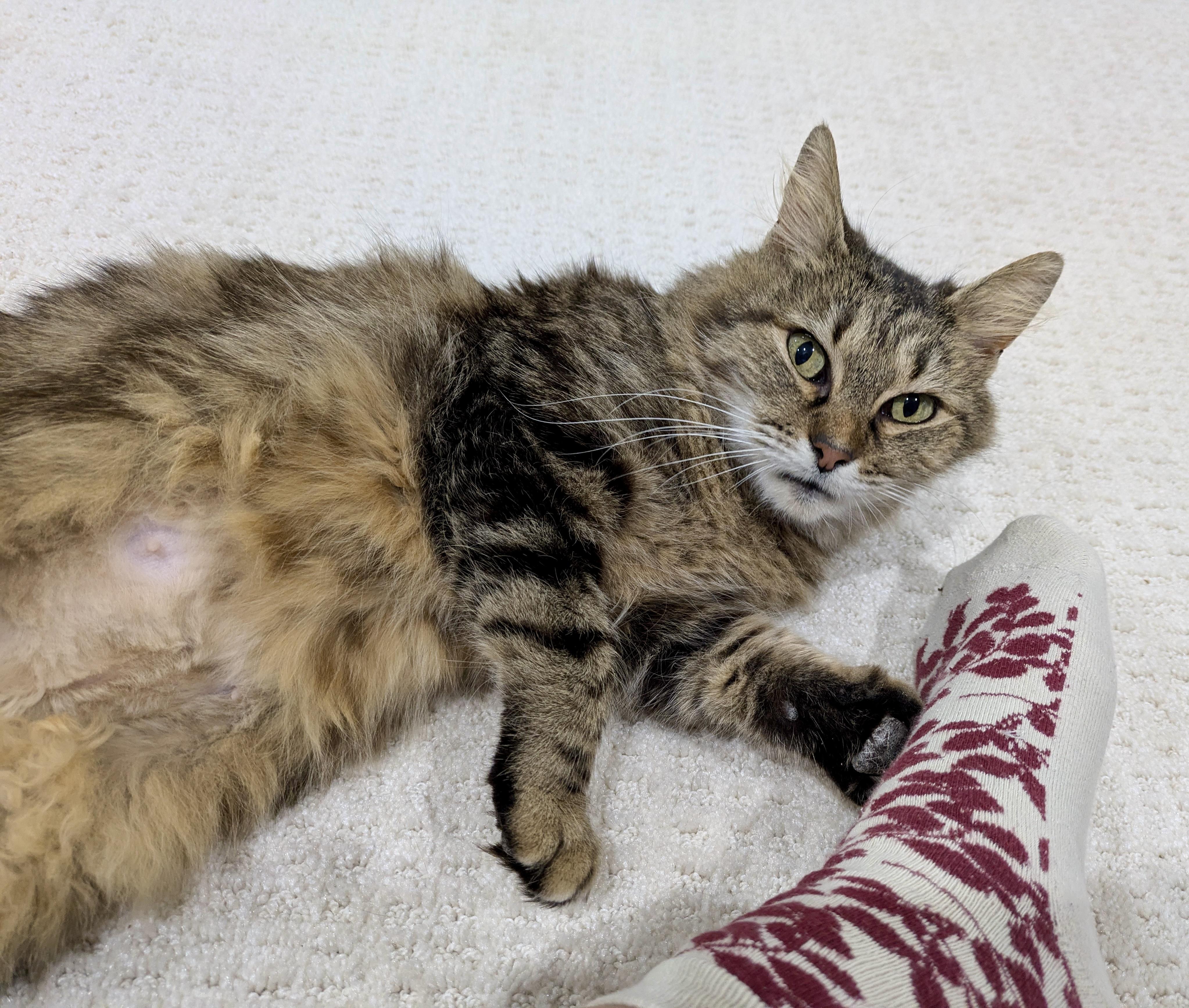 Enlarge Gypsy , a ADOPTABLE mixed breed in Bethel, CT image 5/6