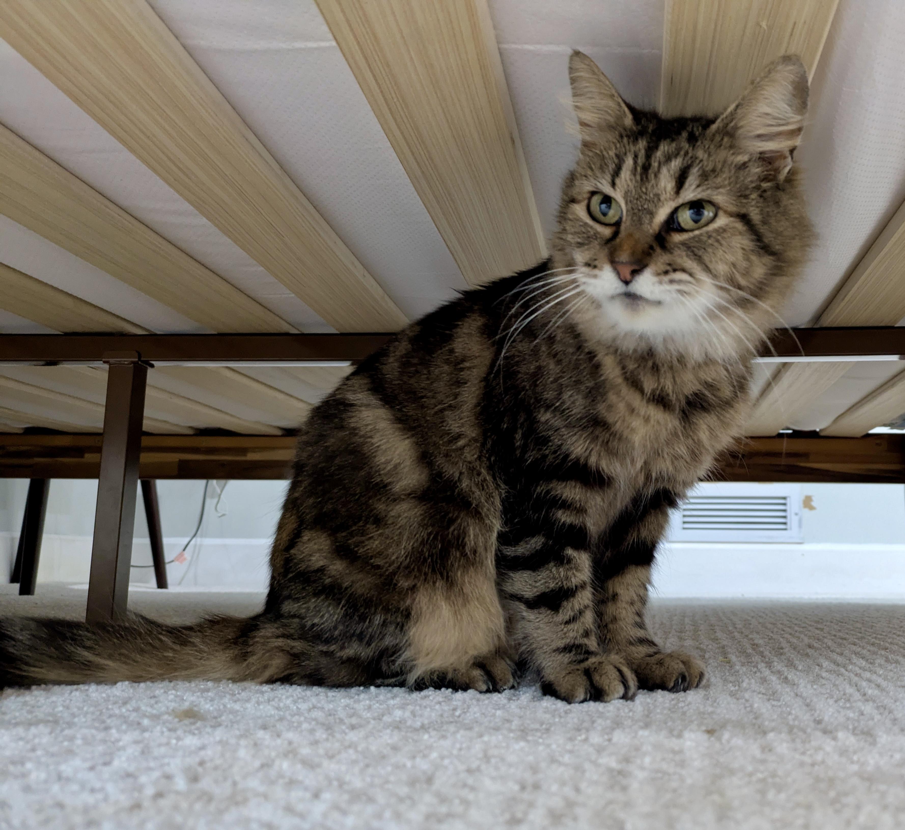 Enlarge Gypsy , a ADOPTABLE mixed breed in Bethel, CT image 3/6