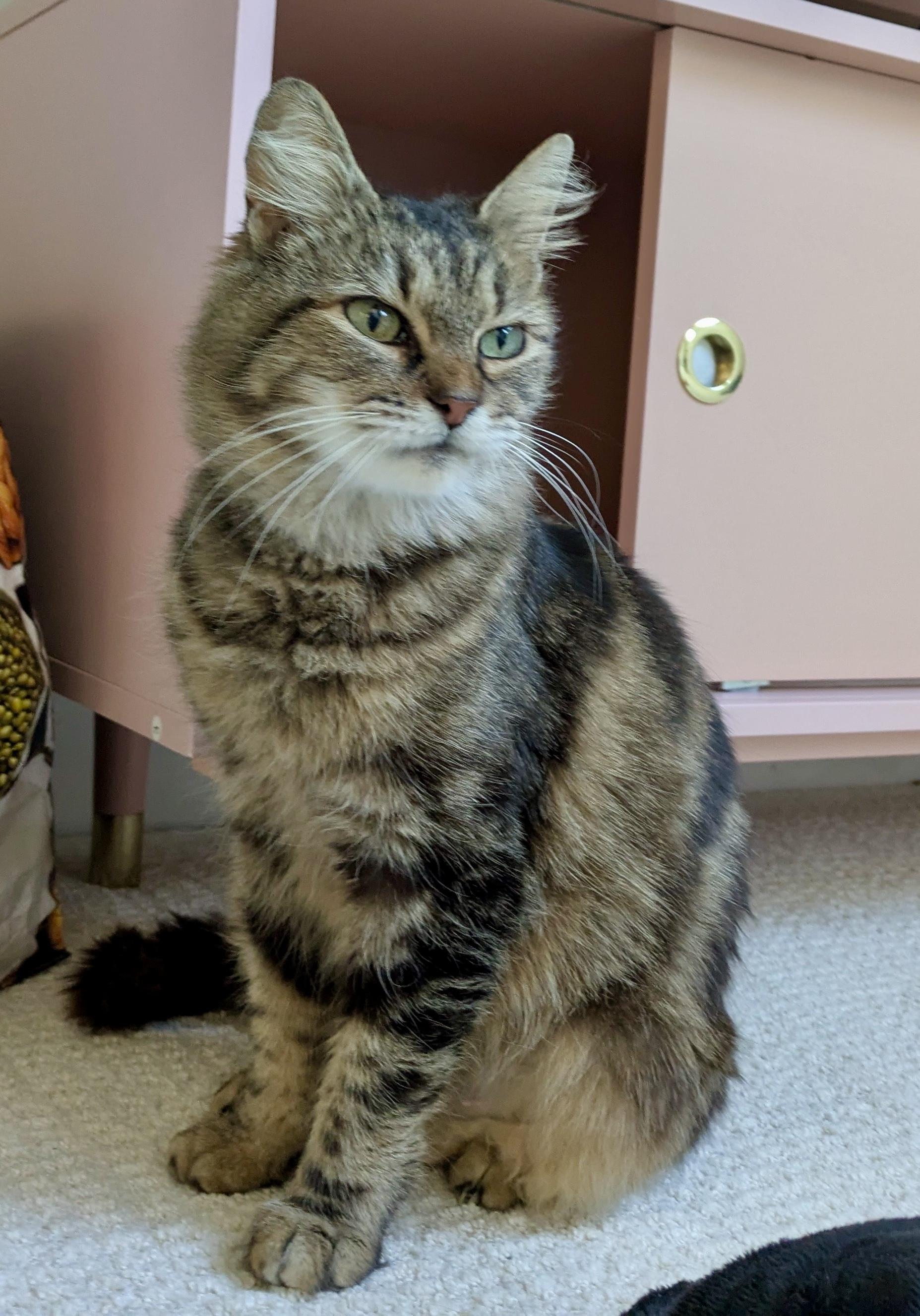 Enlarge Gypsy , a ADOPTABLE mixed breed in Bethel, CT image 4/6