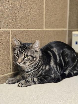 Enlarge Sir, a Adoptable mixed breed in Madison, WI image 1/2