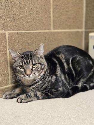 Enlarge Sir, a Adoptable mixed breed in Madison, WI image 2/2