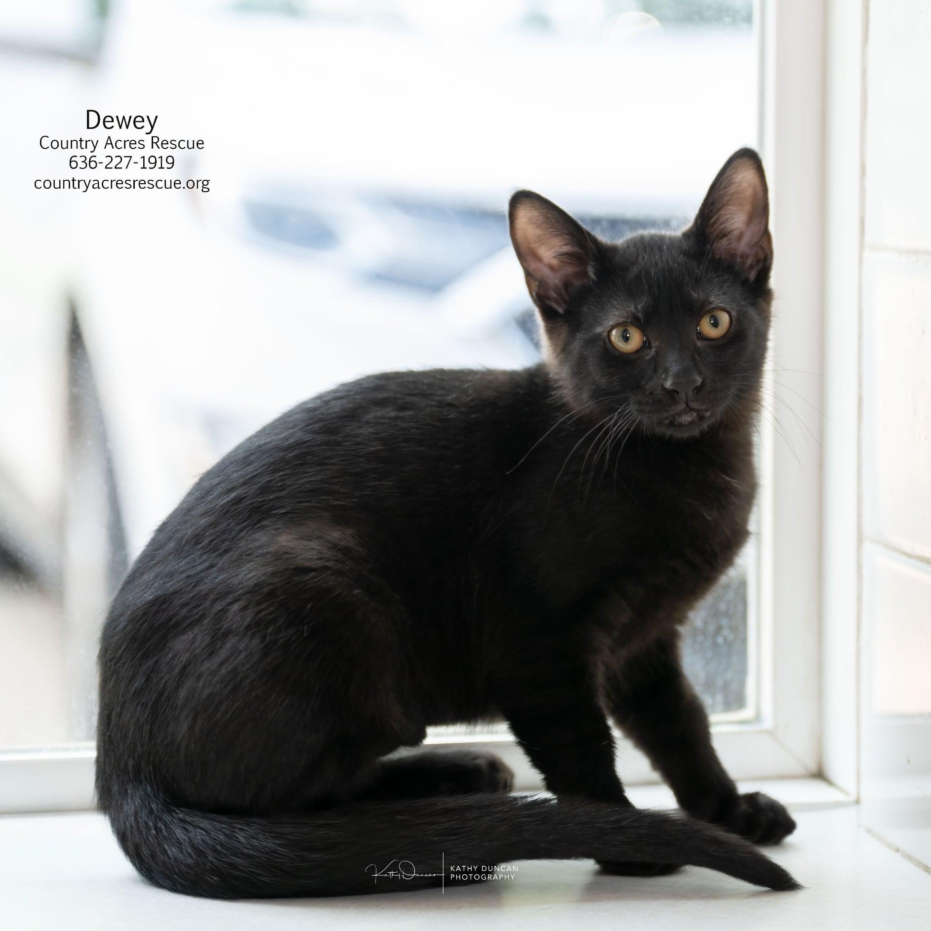 Dewey, a ADOPTABLE Domestic Short Hair in Manchester, MO image 3/4