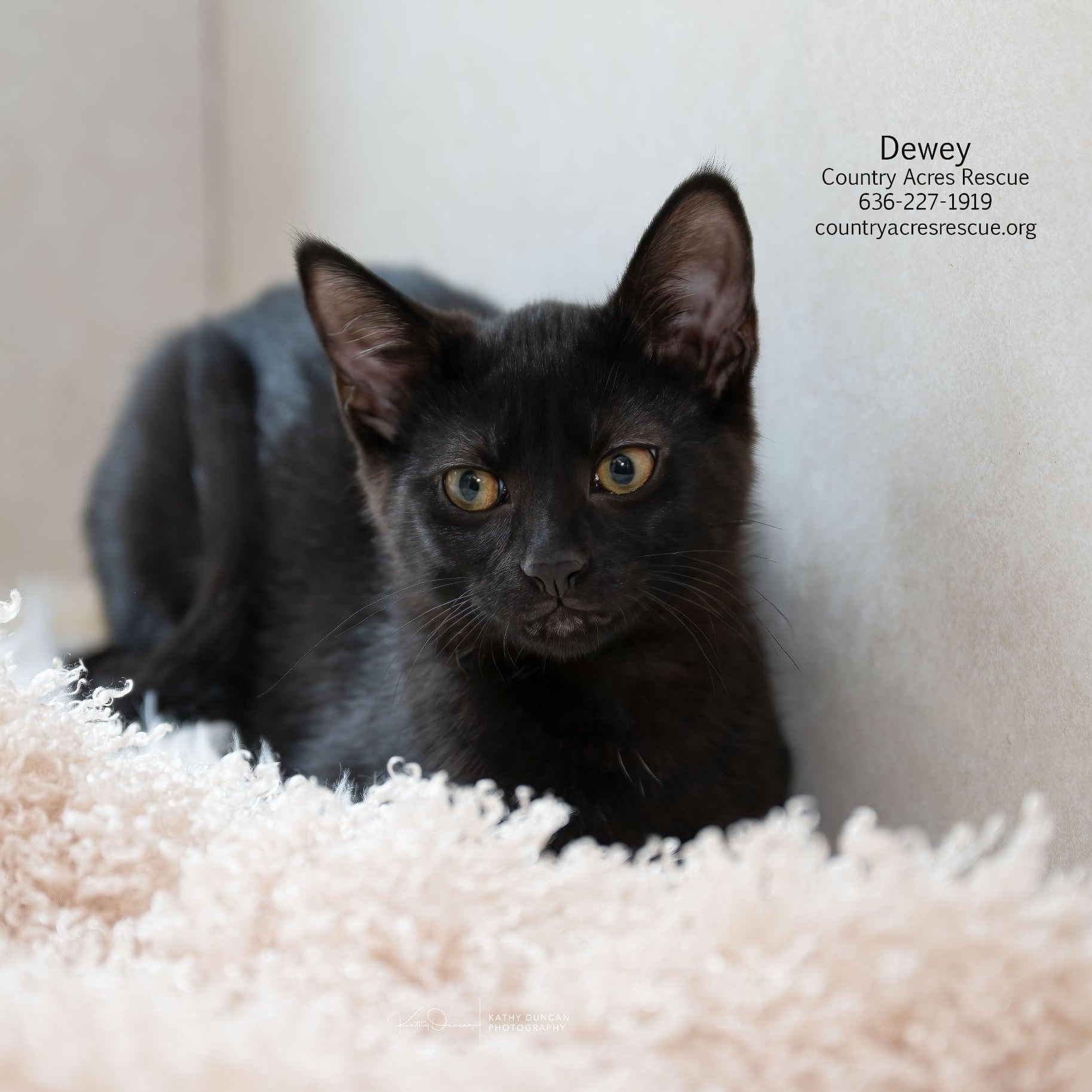 Dewey, a ADOPTABLE Domestic Short Hair in Manchester, MO image 2/4
