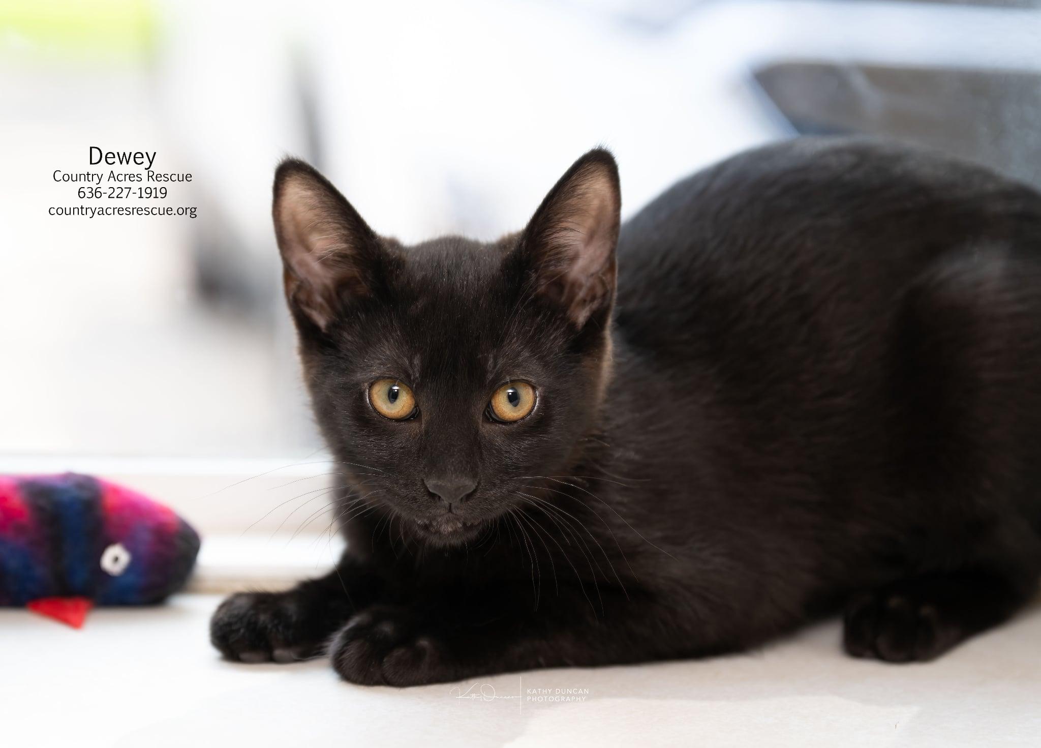 Dewey, a ADOPTABLE Domestic Short Hair in Manchester, MO image 4/4