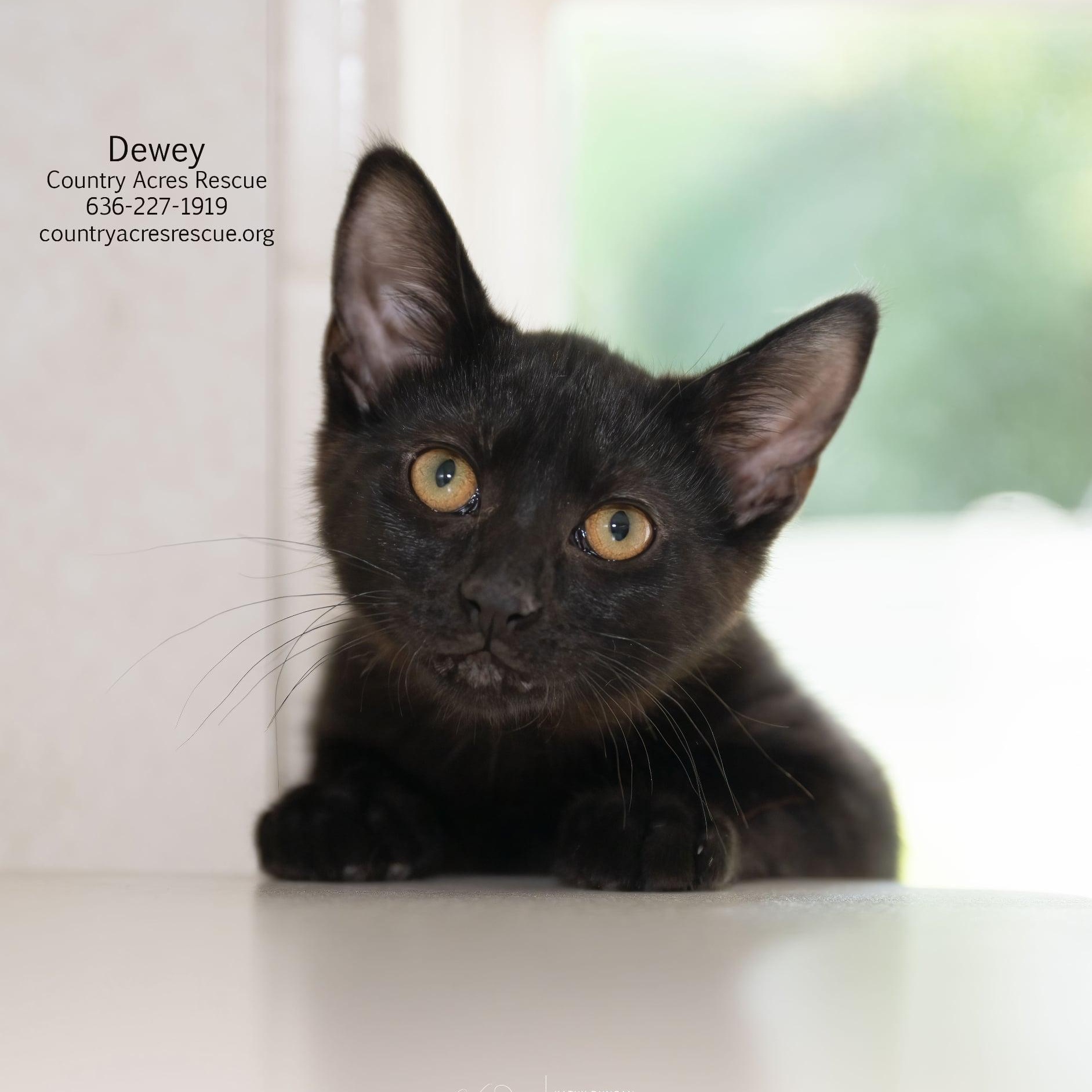 Dewey, ADOPTABLE, Kitten Female Domestic Short Hair.
