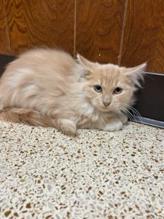 Tequila Sunrise, a Adoptable Domestic Long Hair in Oklahoma City, OK image 1/5
