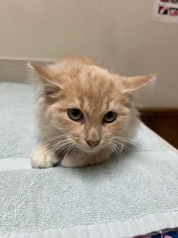Tequila Sunrise, a Adoptable Domestic Long Hair in Oklahoma City, OK image 3/5