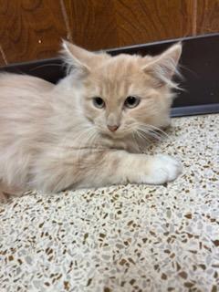 Tequila Sunrise, a Adoptable Domestic Long Hair in Oklahoma City, OK image 2/5