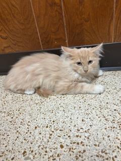 Tequila Sunrise, a Adoptable Domestic Long Hair in Oklahoma City, OK image 5/5