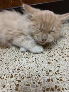 Tequila Sunrise, a Adoptable Domestic Long Hair in Oklahoma City, OK image 4/5