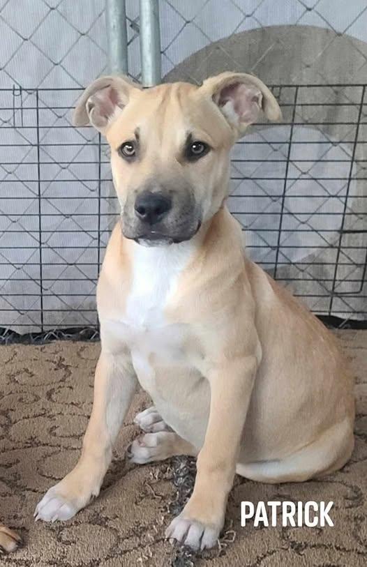 Patrick, Young Male Black Mouth Cur