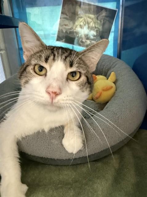 FRAIR, Adoptable, Adult Male Domestic Short Hair.