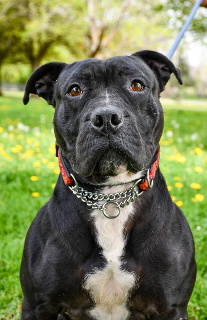 Mustang, a Adoptable mixed breed in Yakima, WA image 2/3