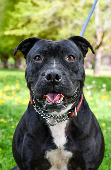 Mustang, a Adoptable mixed breed in Yakima, WA image 3/3