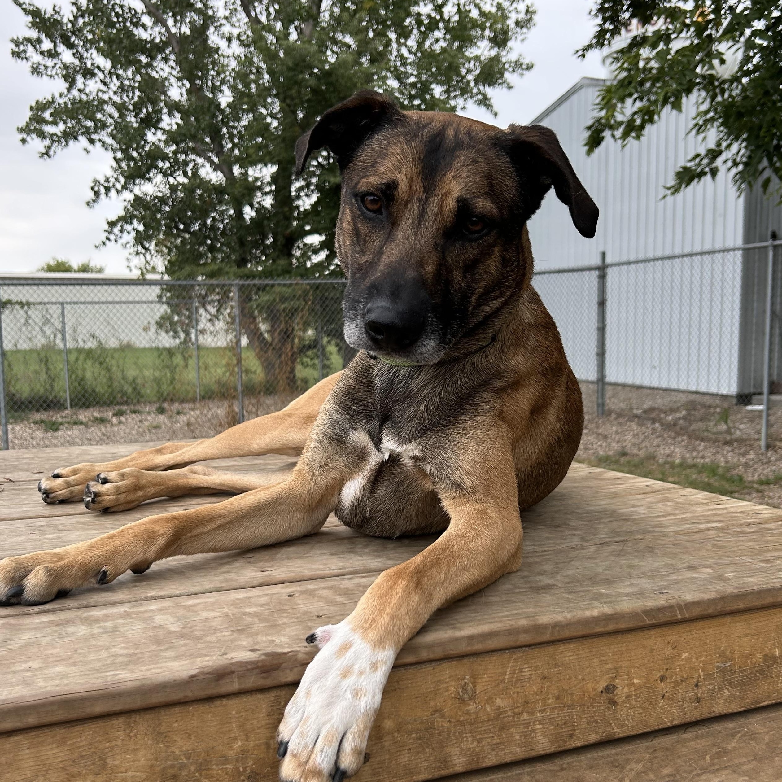 Huck, Adoptable, Young Male Shepherd.