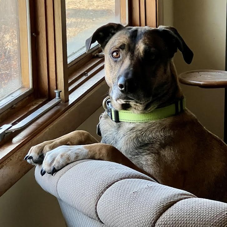 Enlarge Huck, a Adoptable mixed breed in Spencer, IA image 2/3