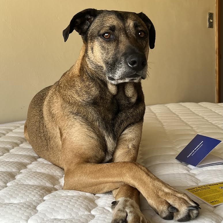 Enlarge Huck, a Adoptable mixed breed in Spencer, IA image 1/3