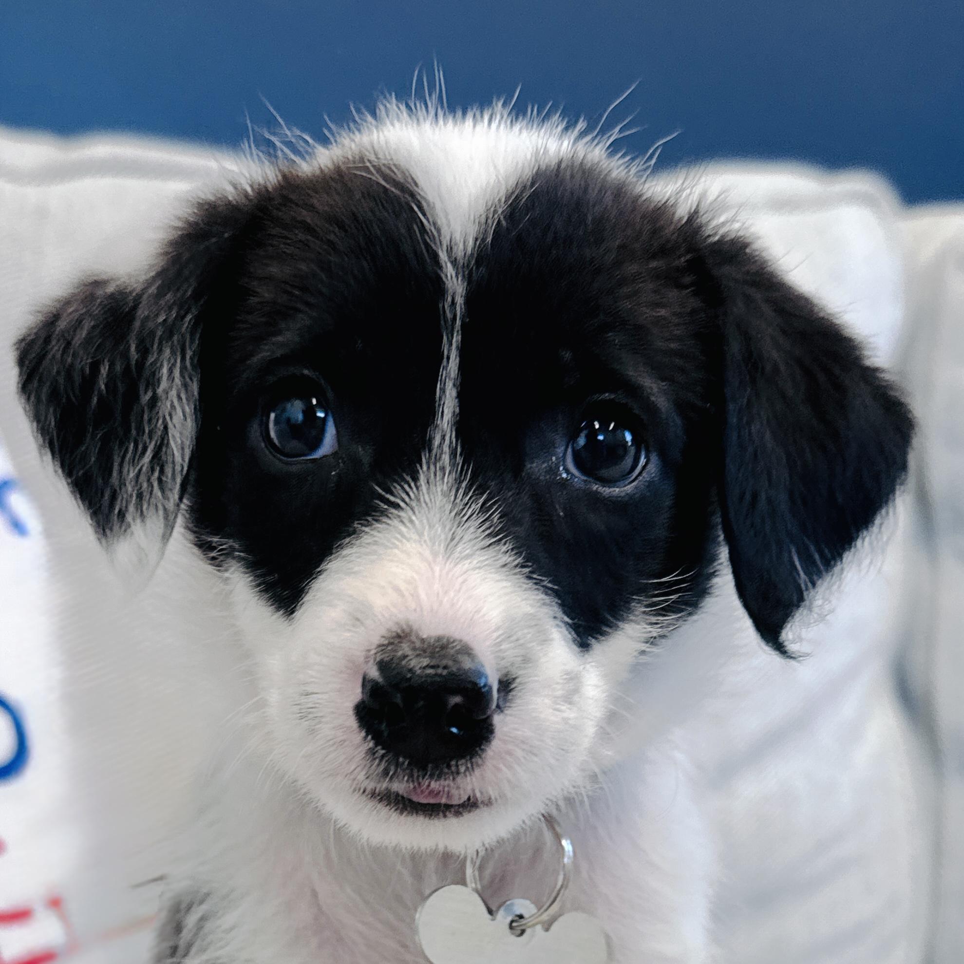 Enlarge Oreo, a Adoptable mixed breed in Palatine, IL image 1/6