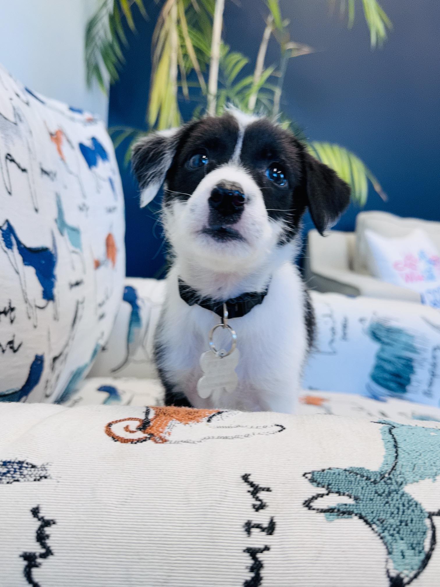 Enlarge Oreo, a Adoptable mixed breed in Palatine, IL image 5/6