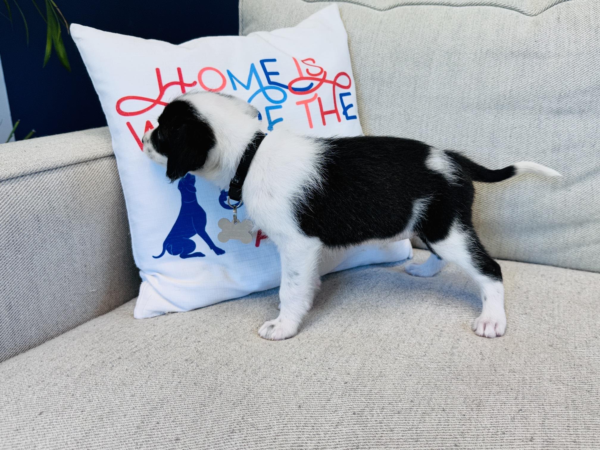 Enlarge Oreo, a Adoptable mixed breed in Palatine, IL image 4/6