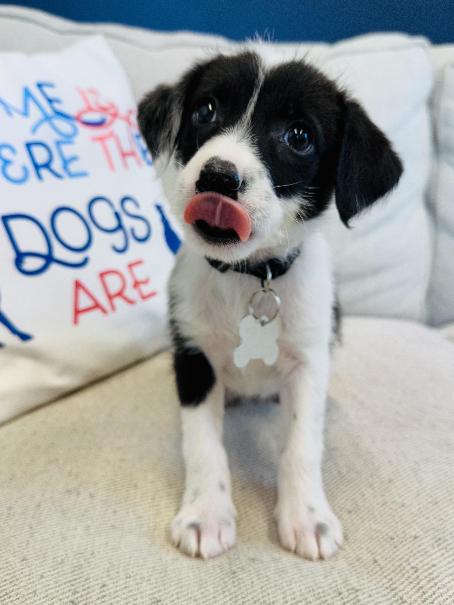 Enlarge Oreo, a Adoptable mixed breed in Palatine, IL image 3/6
