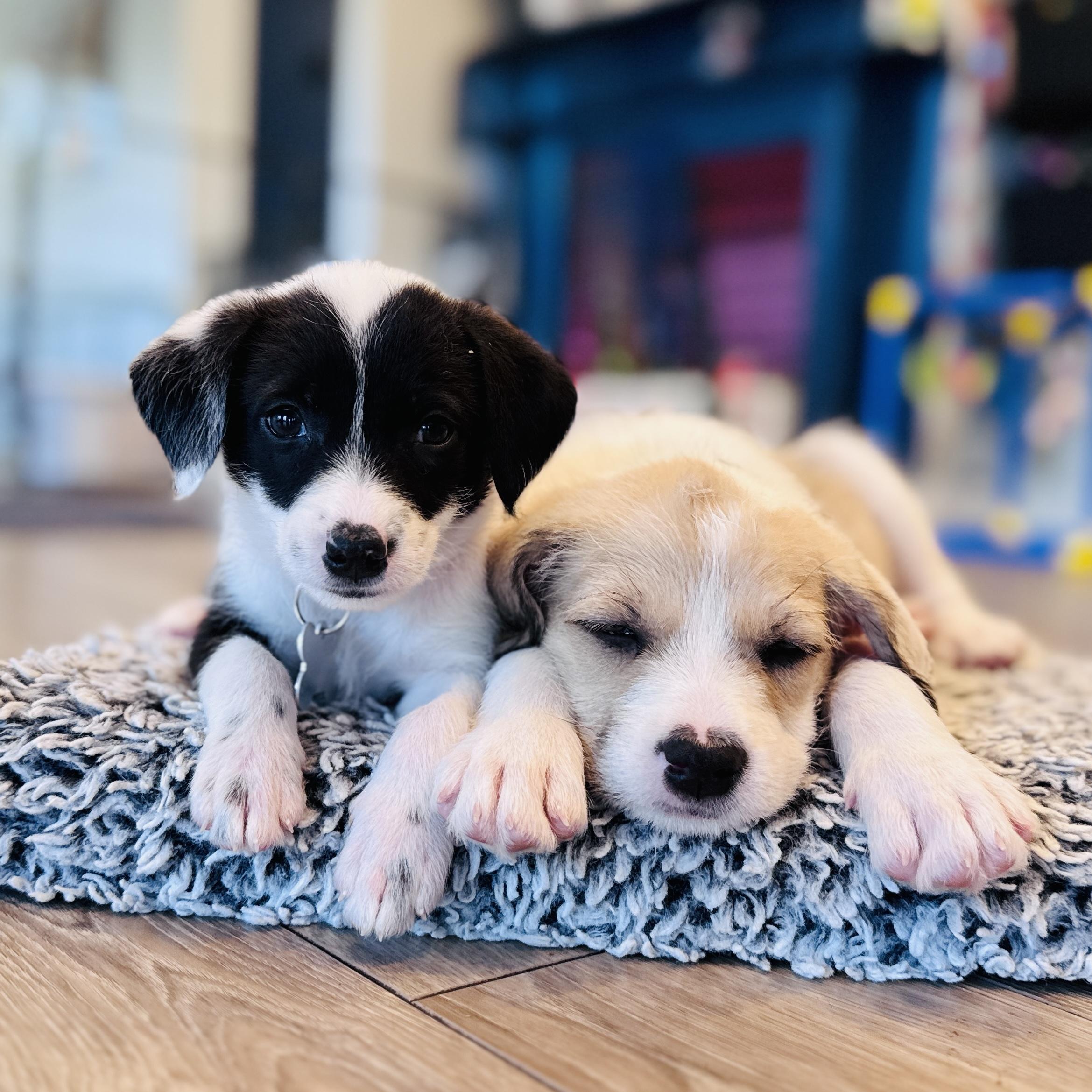 Enlarge Oreo, a Adoptable mixed breed in Palatine, IL image 6/6
