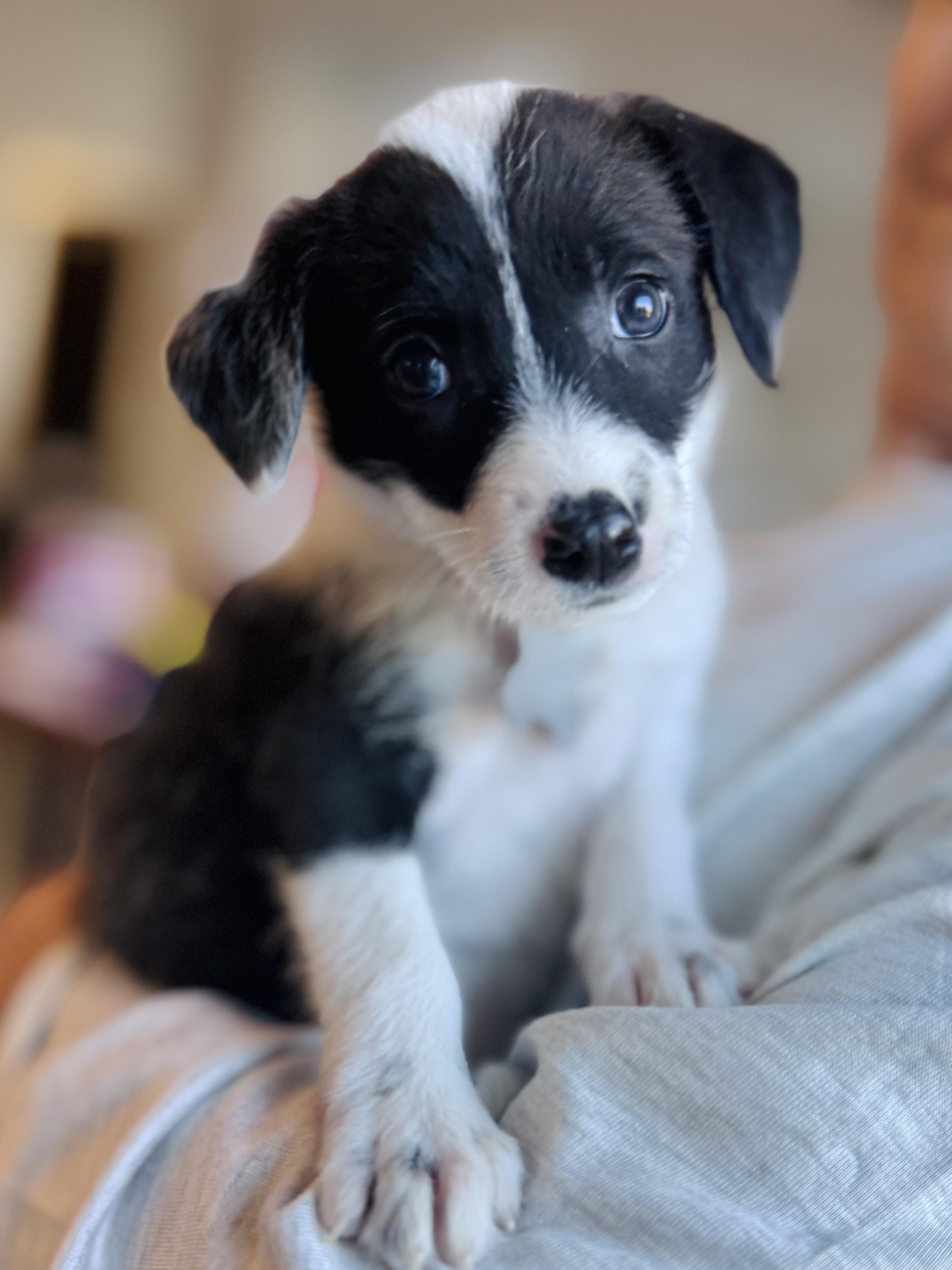 Enlarge Oreo, a Adoptable mixed breed in Palatine, IL image 2/6