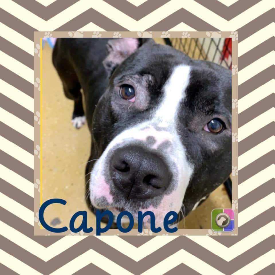 Capone, Adoptable, Adult Male Mixed Breed & Pit Bull Terrier.