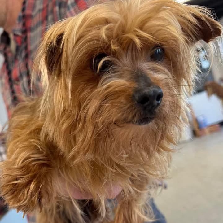 Tuna, Adoptable, Adult Female Yorkshire Terrier.