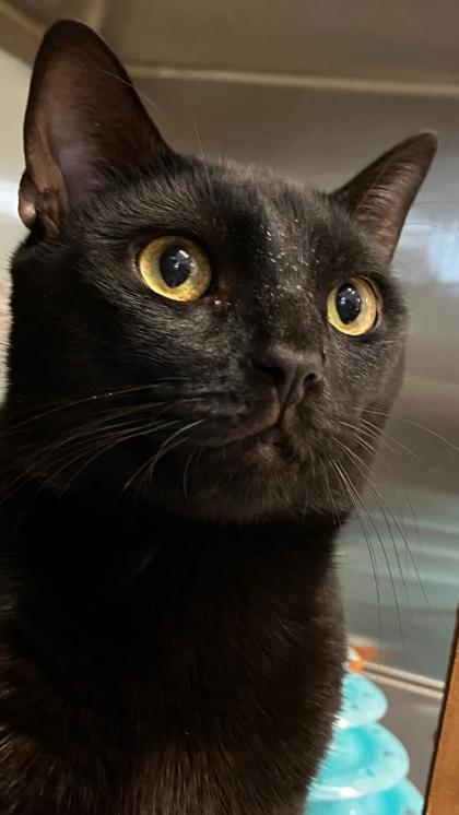 Bernie, Adoptable, Adult Male Domestic Short Hair & Domestic Short Hair.