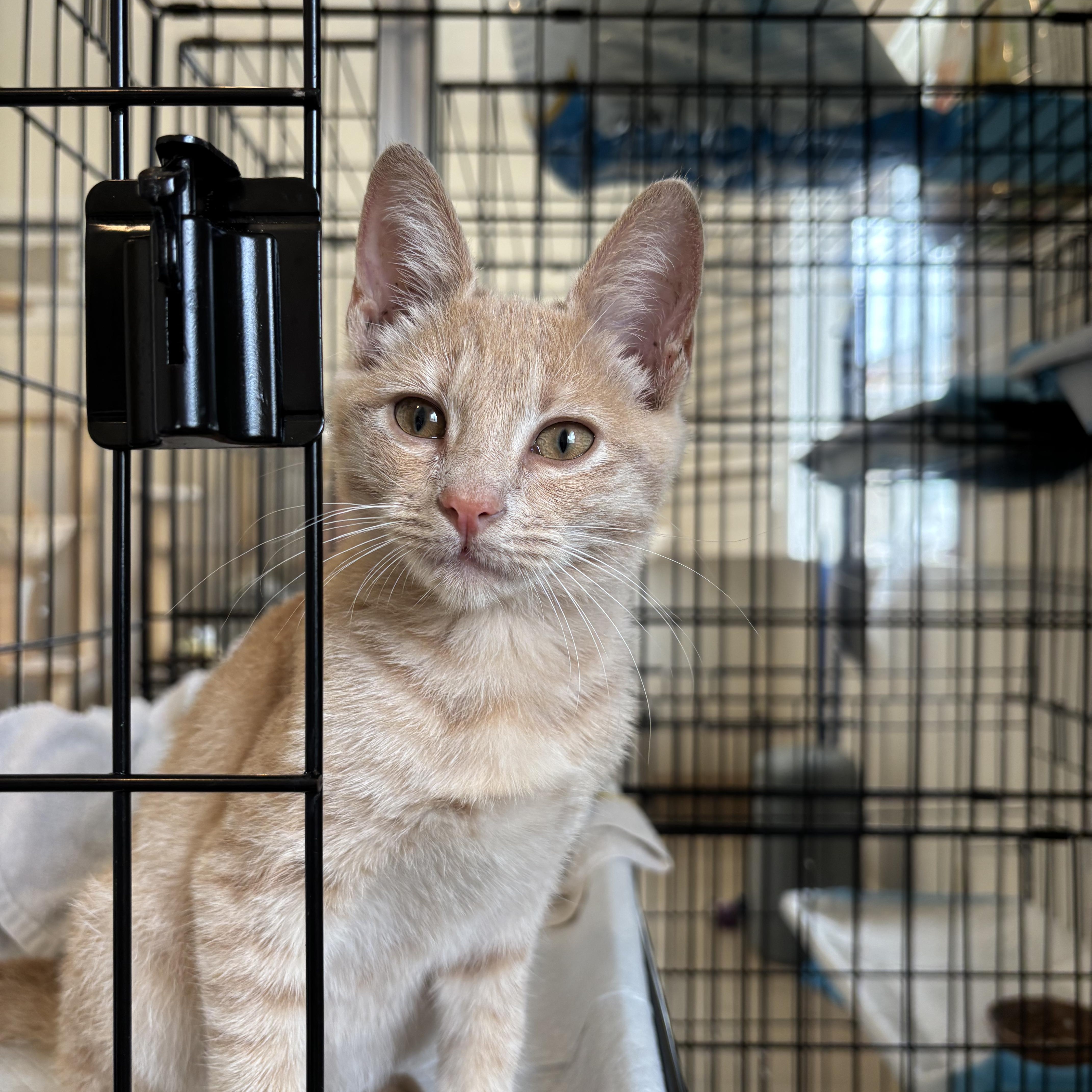 Enlarge Clementine, a ADOPTABLE Domestic Short Hair in Honolulu, HI image 2/6