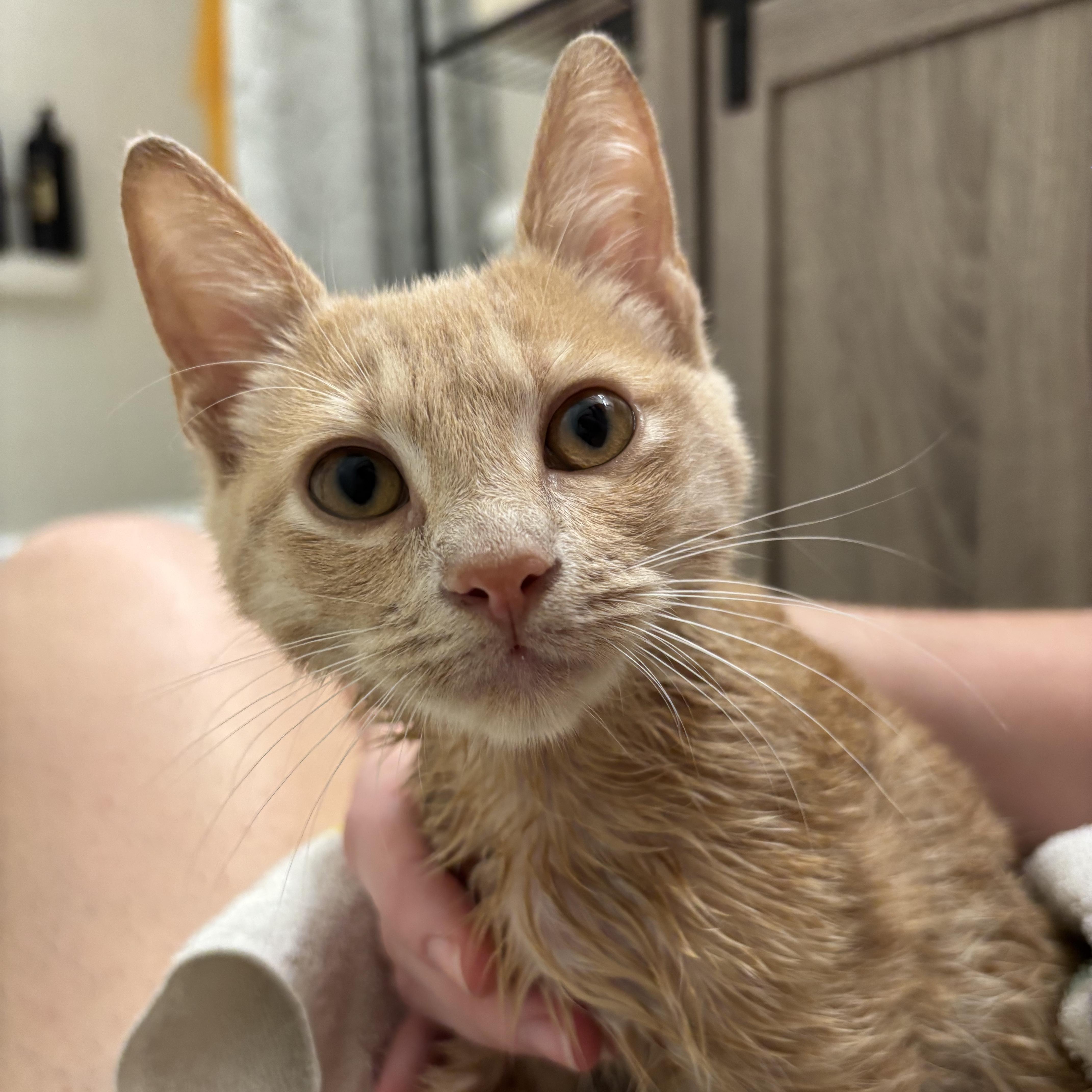 Clementine, ADOPTABLE, Kitten Female Domestic Short Hair.