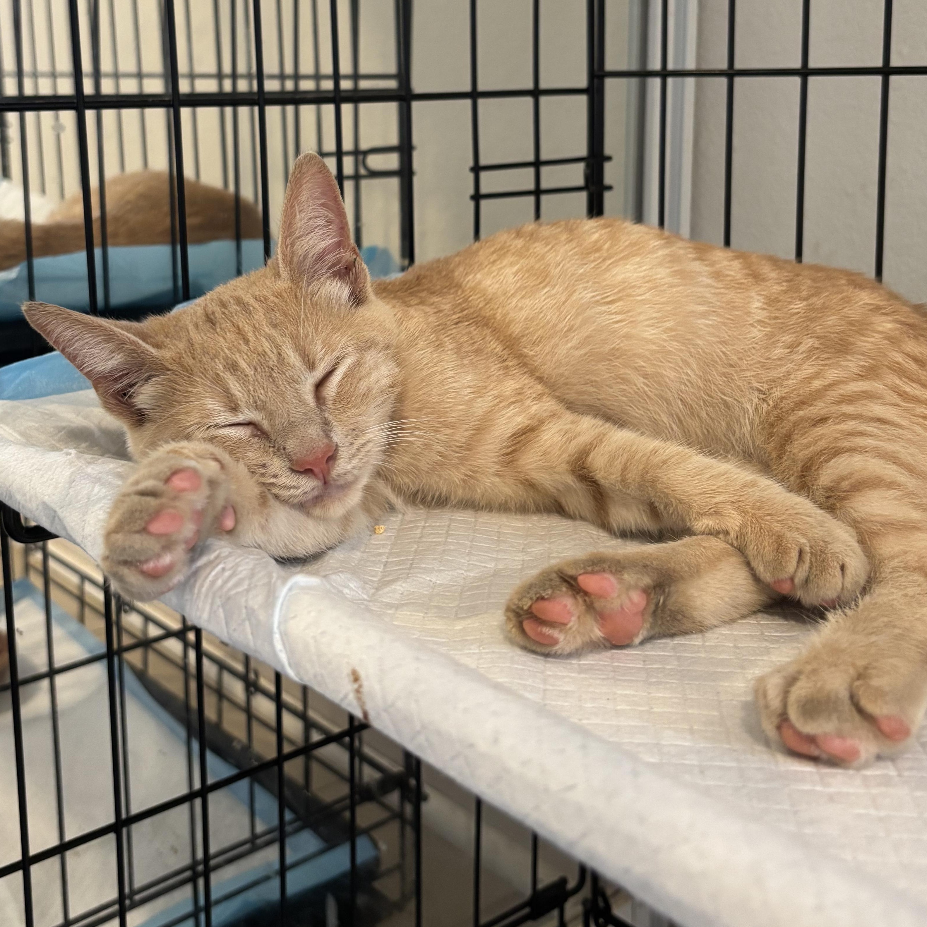 Enlarge Clementine, a ADOPTABLE Domestic Short Hair in Honolulu, HI image 4/6