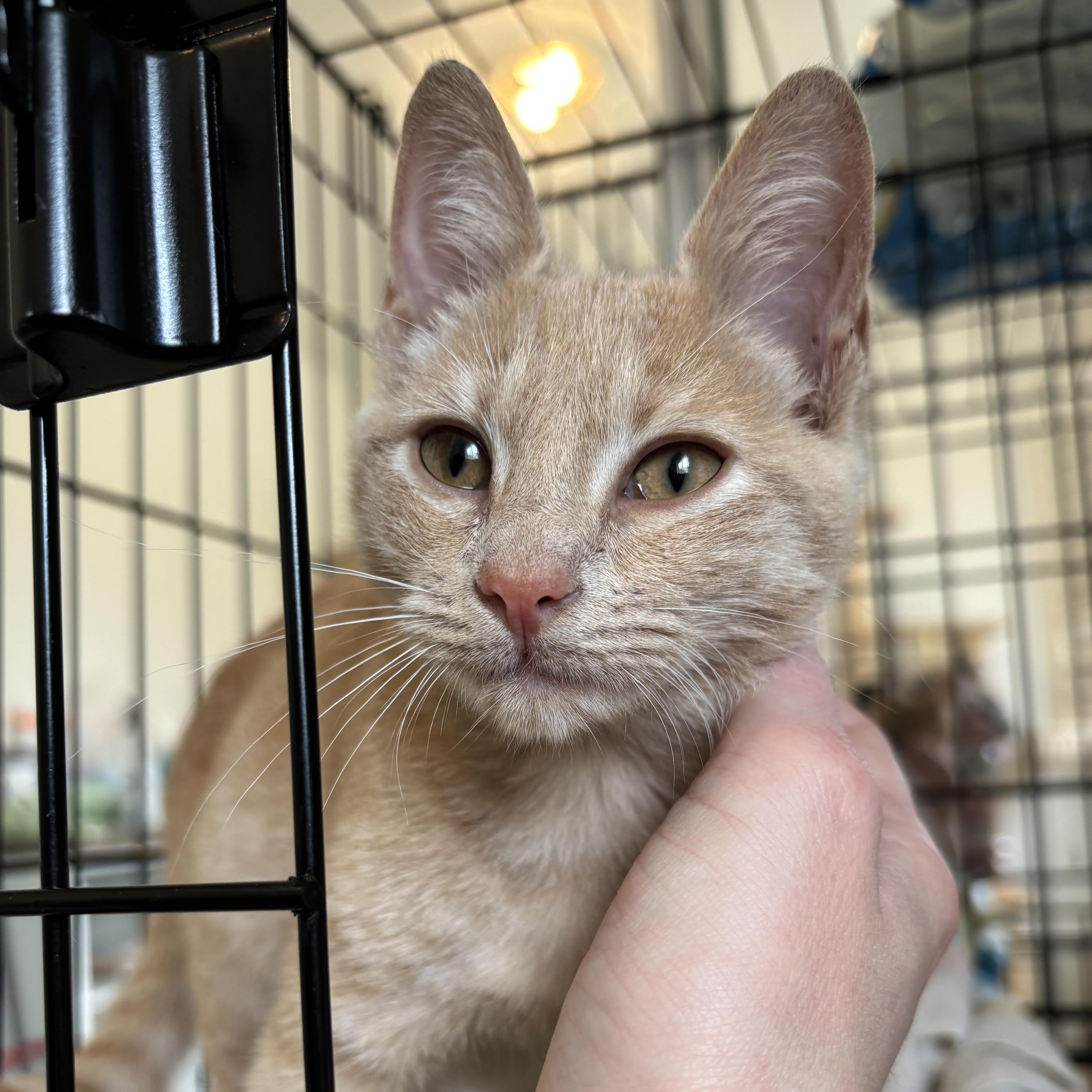 Enlarge Clementine, a ADOPTABLE Domestic Short Hair in Honolulu, HI image 6/6