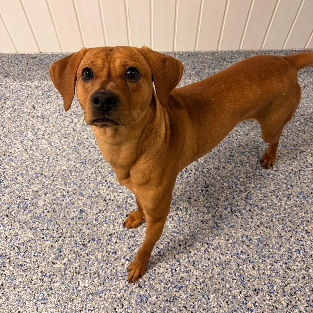 Mazda, Adoptable, Young Male Hound.