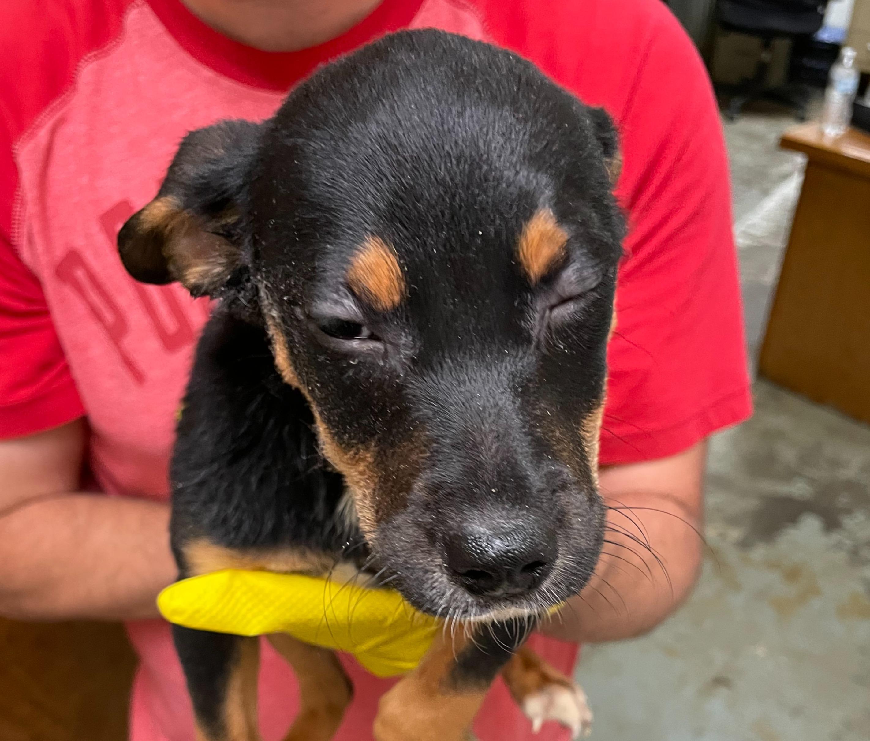 Zog, an adoptable Mixed Breed in Portales, NM, 88130 | Photo Image 1