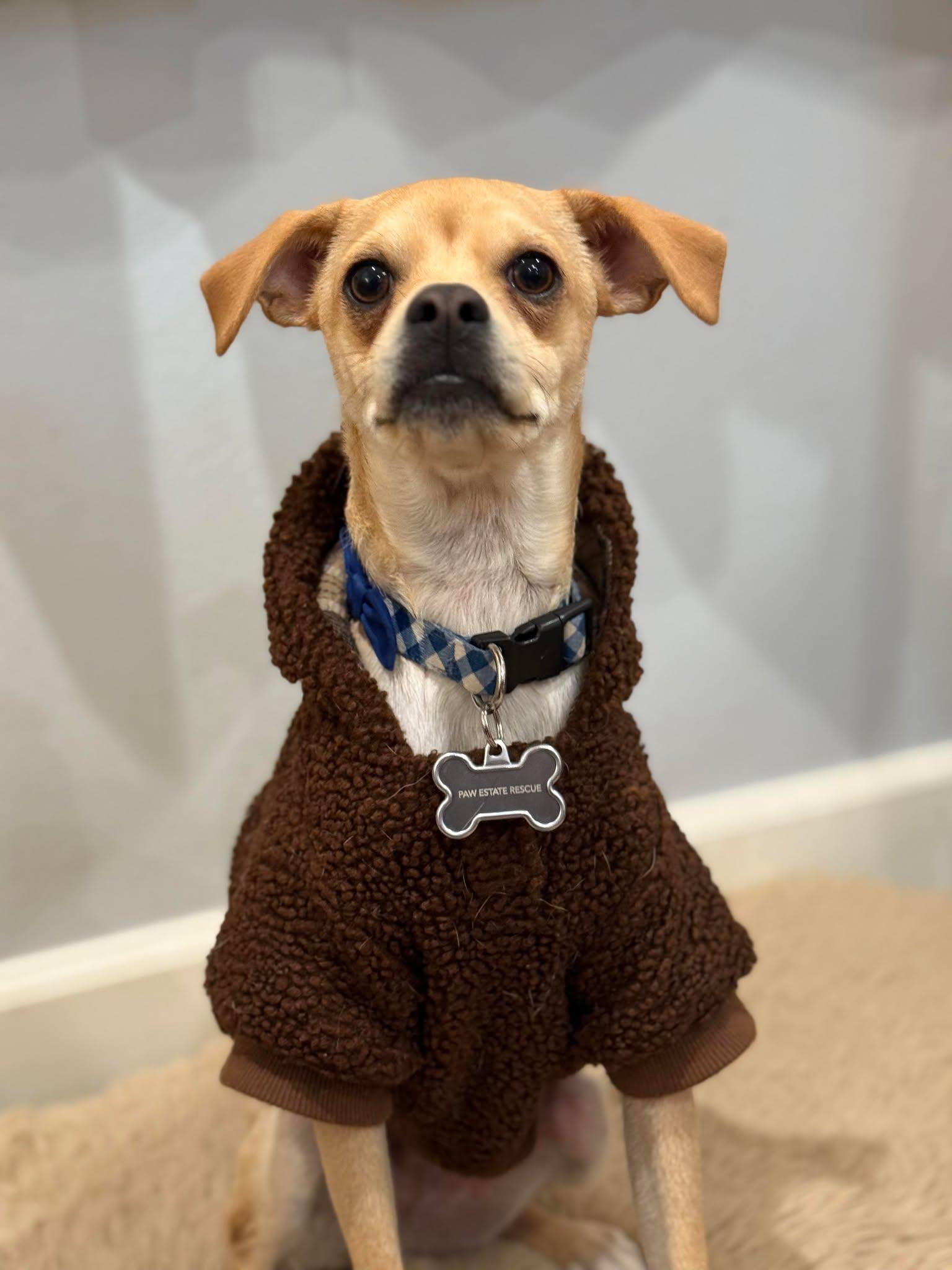 Enlarge Beau, a Adoptable Chihuahua in Visalia, CA image 1/3