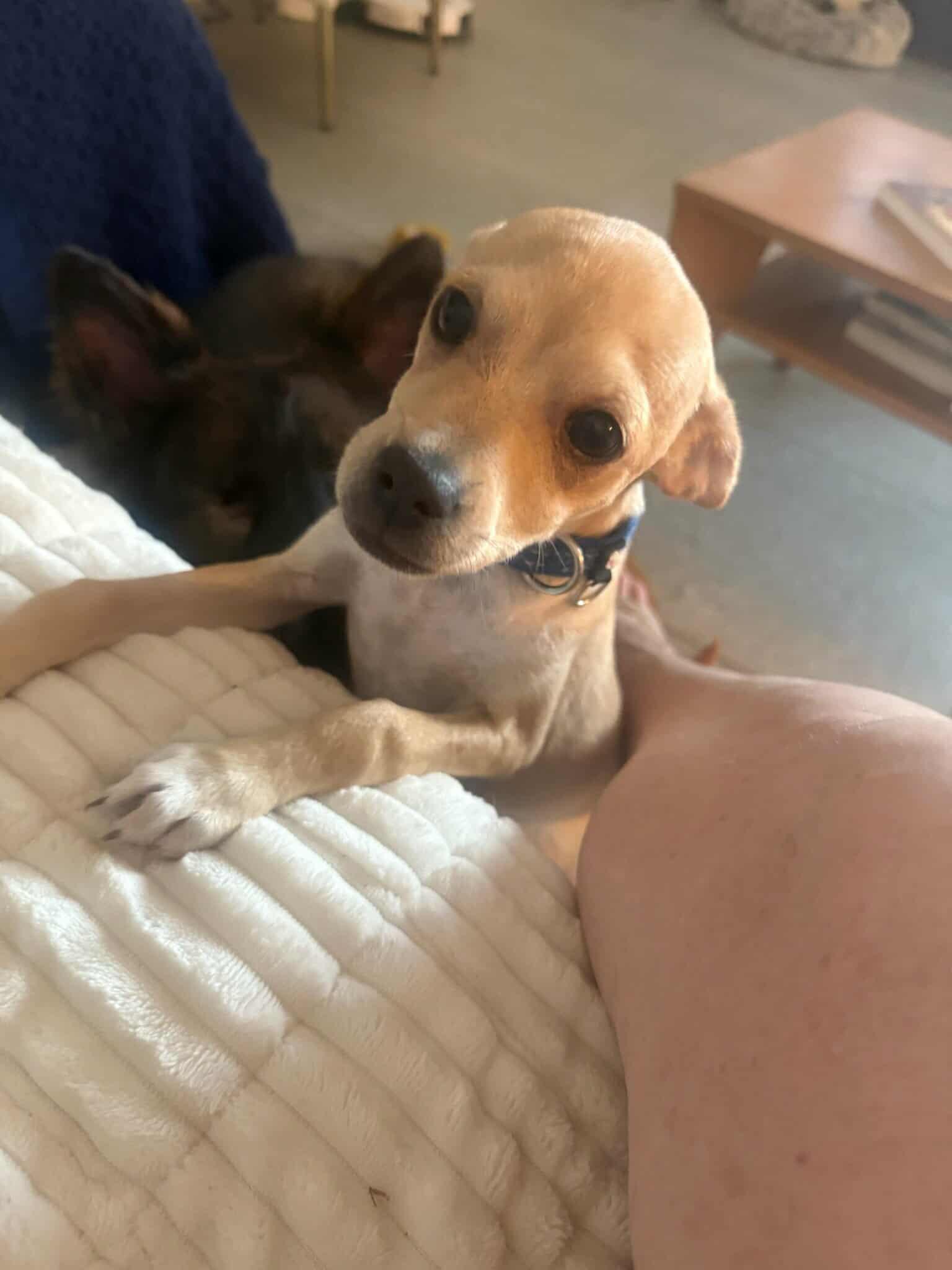 Beau, Adoptable, Puppy Male Chihuahua.