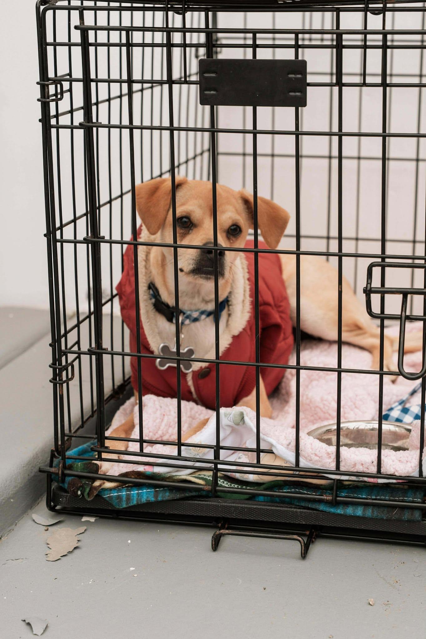 Enlarge Beau, a Adoptable Chihuahua in Visalia, CA image 2/3