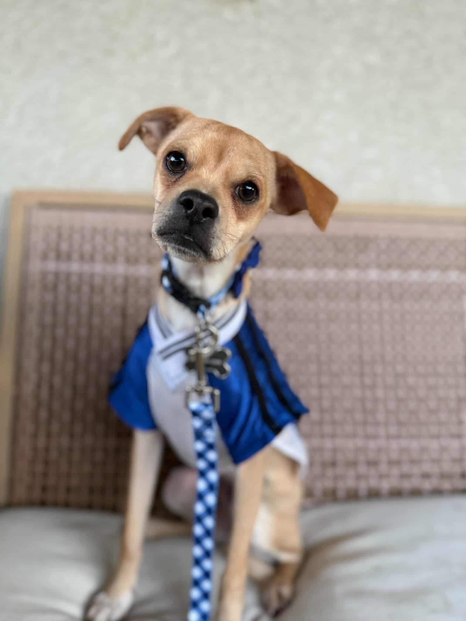 Enlarge Beau, a Adoptable Chihuahua in Visalia, CA image 3/3