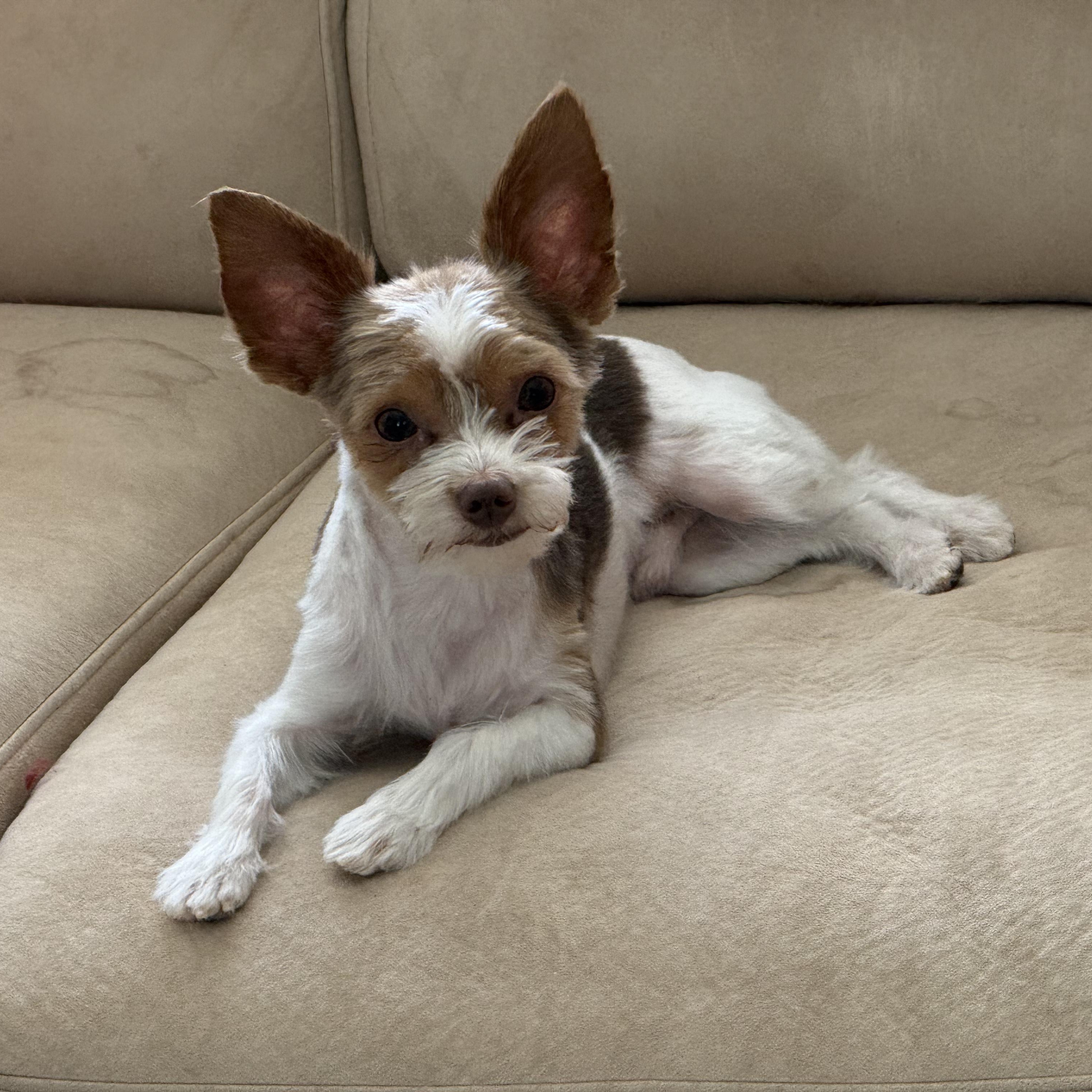 Enlarge Mickie and Pixie, a ADOPTABLE Yorkshire Terrier in Thayne, WY image 2/3