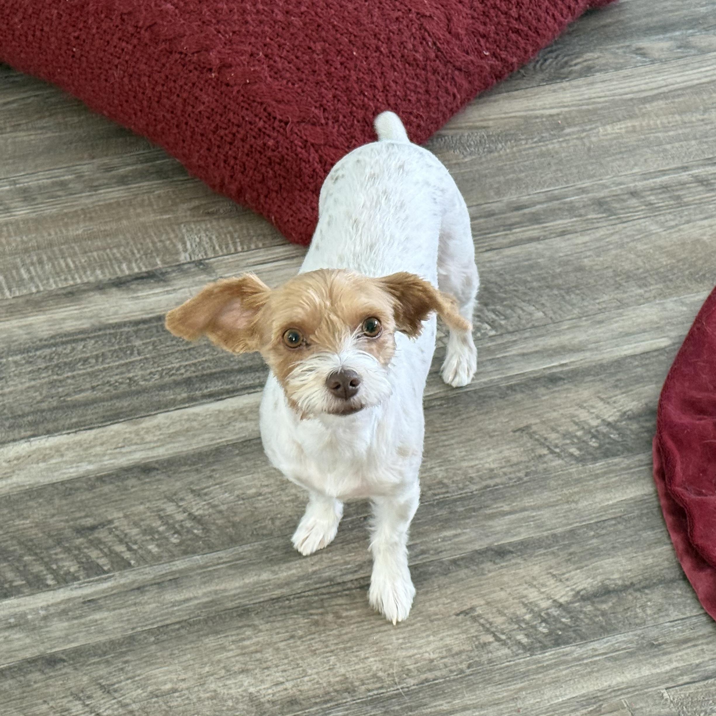 Mickie and Pixie, ADOPTABLE, Young Female Yorkshire Terrier.