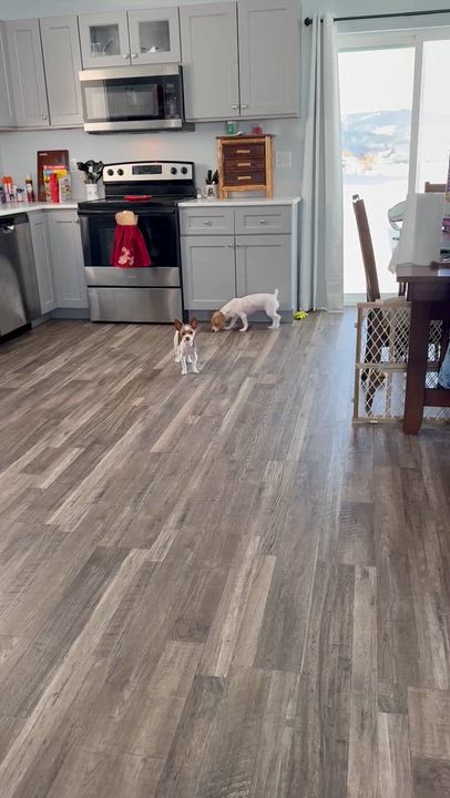 Enlarge Mickie and Pixie, a ADOPTABLE Yorkshire Terrier in Thayne, WY video 3/3